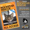 Adopt METEO - this week's PET OF THE WEEK - from Tail Town Cat Rescue!